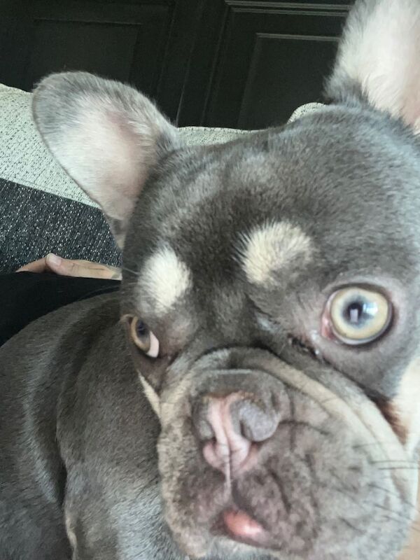 French Bulldog puppies for sale in East End, East Riding of Yorkshire – KC registered, 1 year old