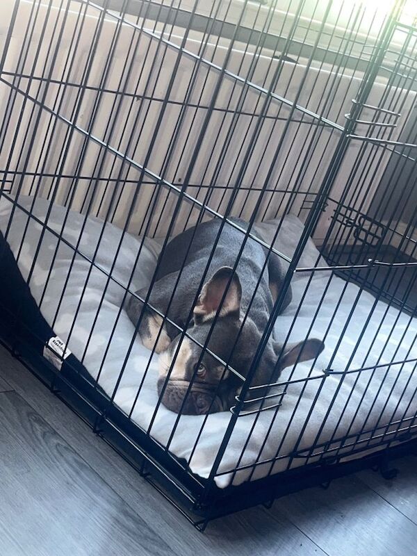 Blue & Tan French Bulldog - Image 2 of 4