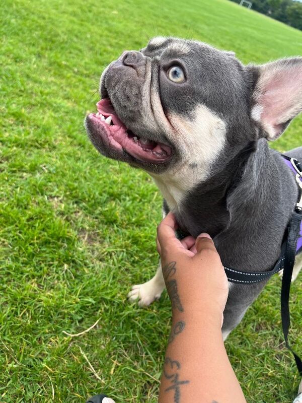 Blue & Tan French Bulldog - Image 3 of 4
