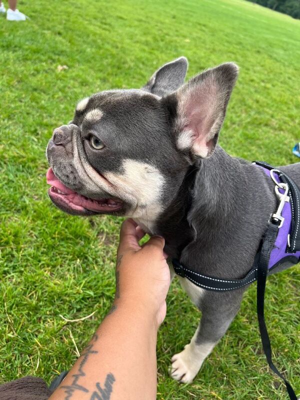 Blue & Tan French Bulldog - Image 4 of 4