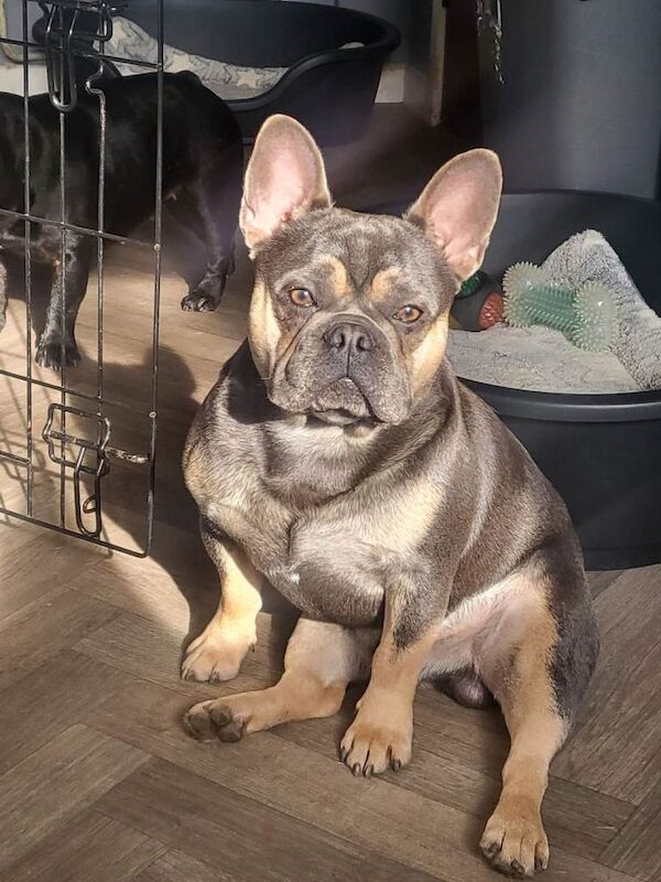 French Bulldog puppies for sale in County Antrim – KC registered, 2 years old