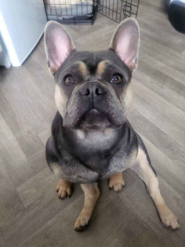 Blue tan french bulldog - Image 2 of 3