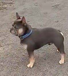 Blue tan french bulldog - Image 3 of 3