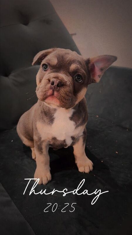 French Bulldog puppies for sale in Forfar, Angus – KC registered, 9 weeks old