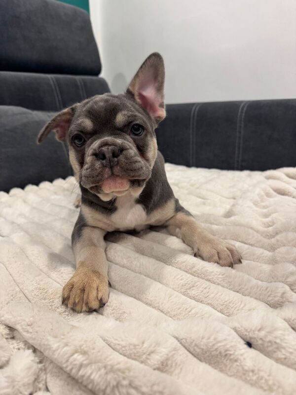 Blue & Tan French Bulldog Puppy – Ready Now - Image 2 of 6