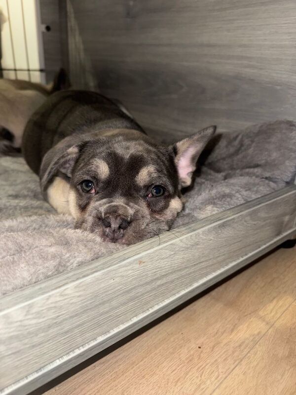 Blue & Tan French Bulldog Puppy – Ready Now - Image 3 of 6
