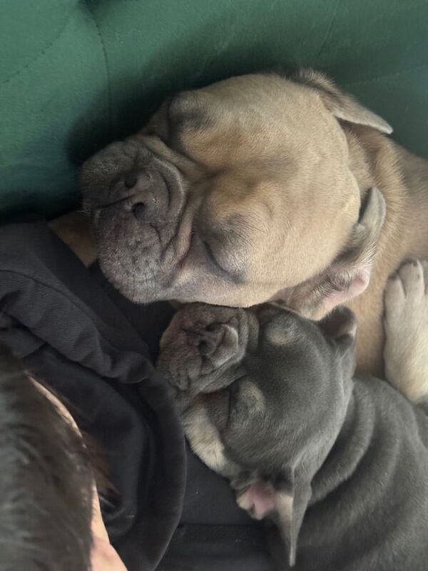 Blue & Tan French Bulldog Puppy – Ready Now - Image 4 of 6