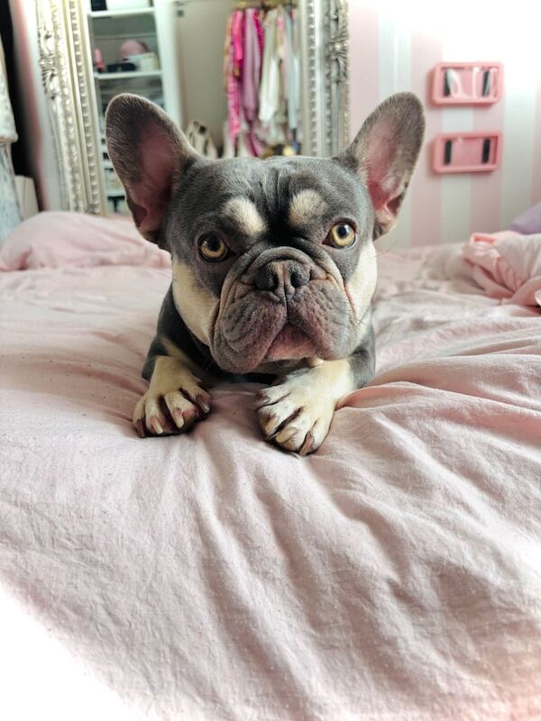 Blue & Tan Male French BullDog for sale in Moston, Greater Manchester
