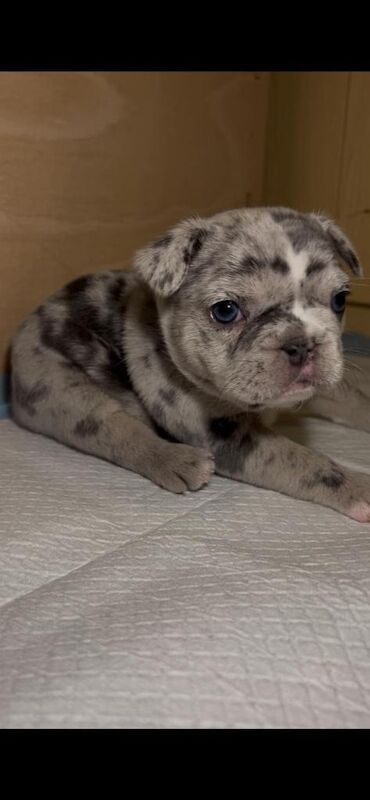 Blue/Tan Merle French Bulldog Puppies