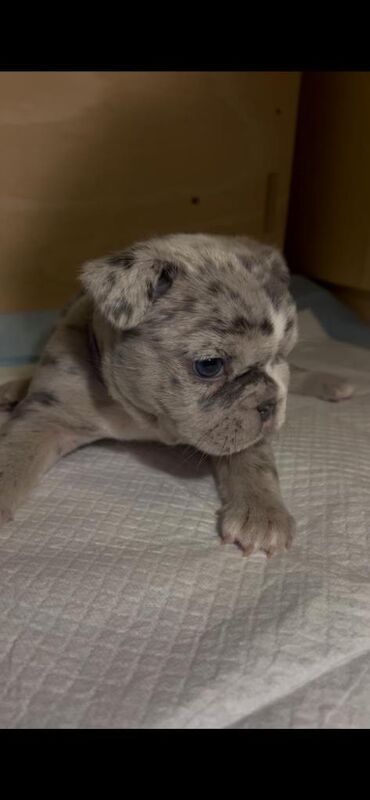 Blue/Tan Merle French Bulldog Puppies - Image 2 of 6