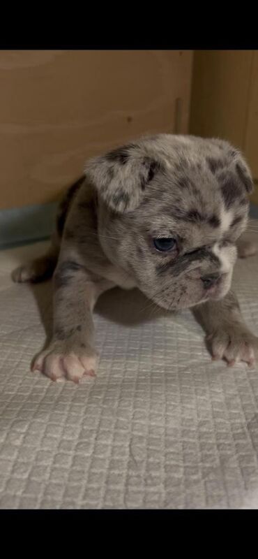 Blue/Tan Merle French Bulldog Puppies - Image 3 of 6