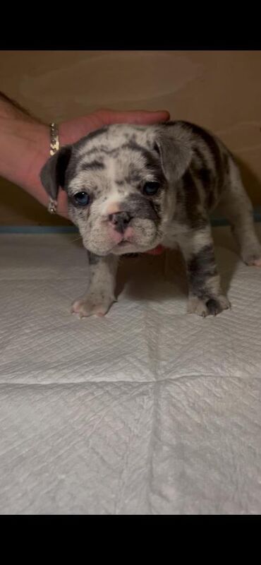 Blue/Tan Merle French Bulldog Puppies - Image 4 of 6