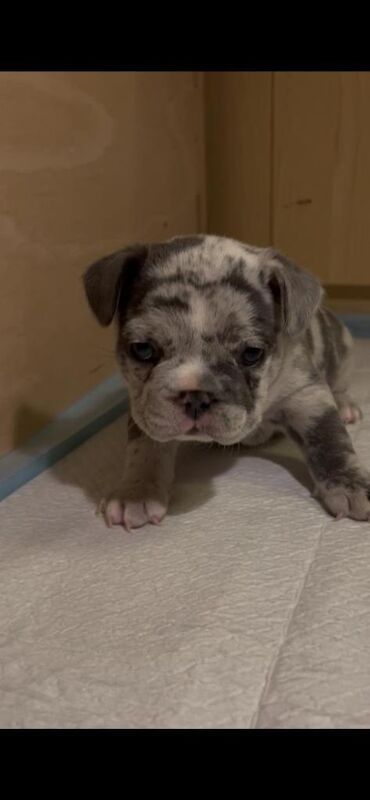 Blue/Tan Merle French Bulldog Puppies - Image 5 of 6