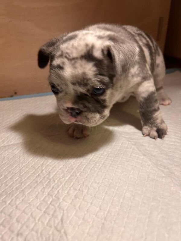 Blue/Tan Merle French Bulldog Puppies - Image 6 of 6