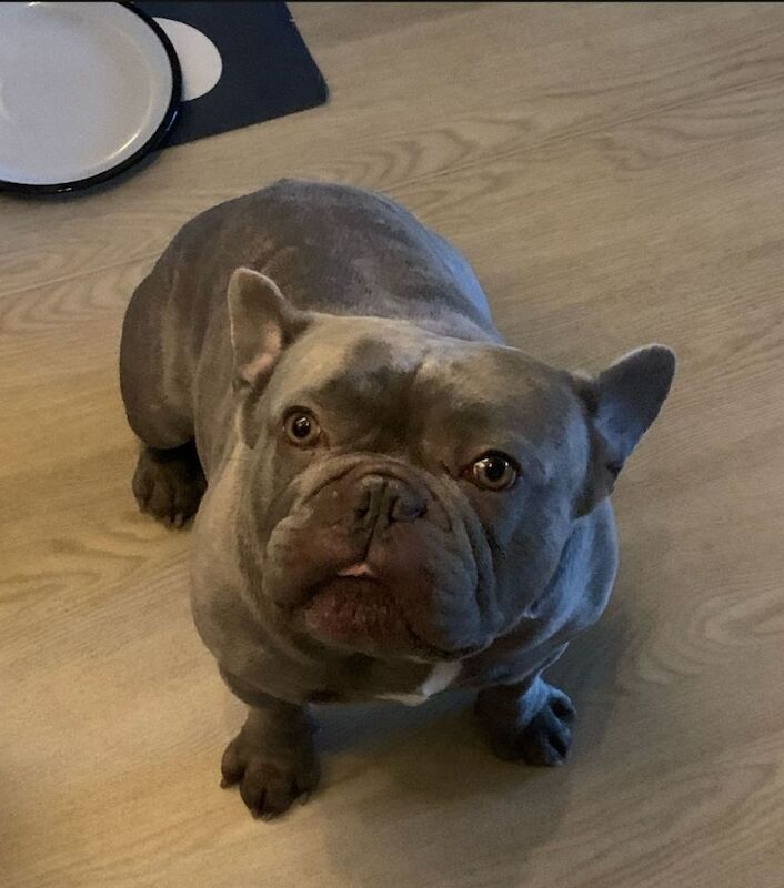 Blue the big boy Frenchie