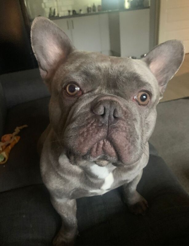 Blue the big boy Frenchie - Image 2 of 9