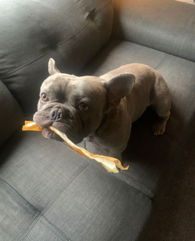 Blue the big boy Frenchie - Image 3 of 9