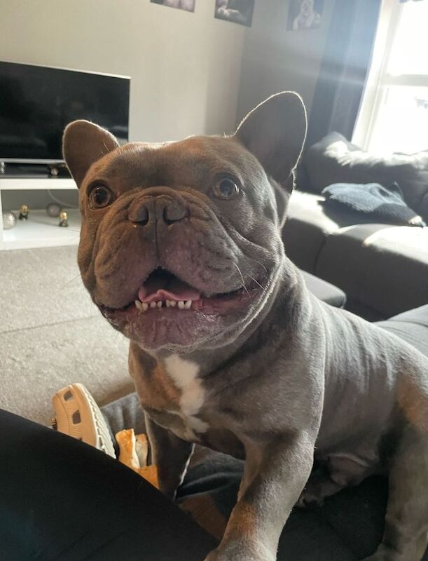 Blue the big boy Frenchie - Image 4 of 9