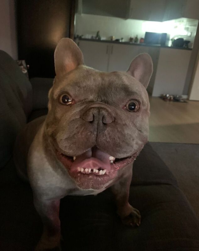 Blue the big boy Frenchie - Image 5 of 9