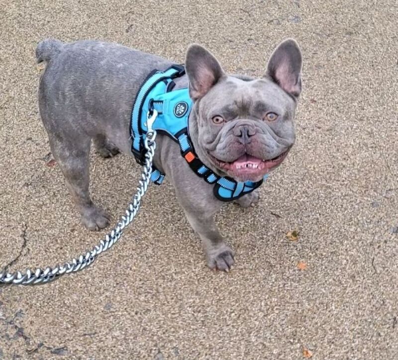 Blue the big boy Frenchie - Image 6 of 9