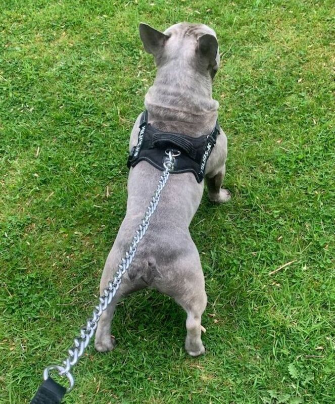 Blue the big boy Frenchie - Image 7 of 9