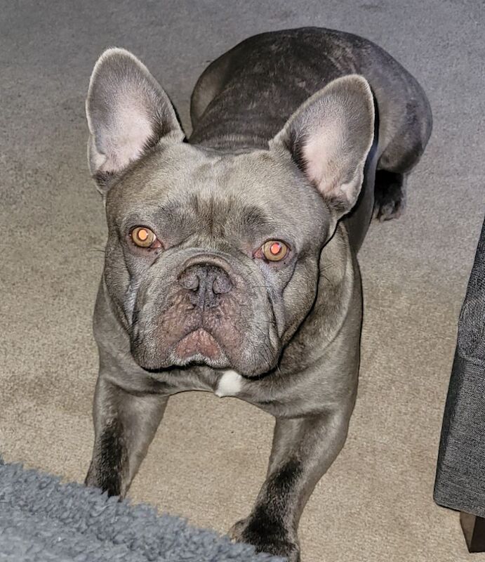 Blue the big boy Frenchie - Image 8 of 9