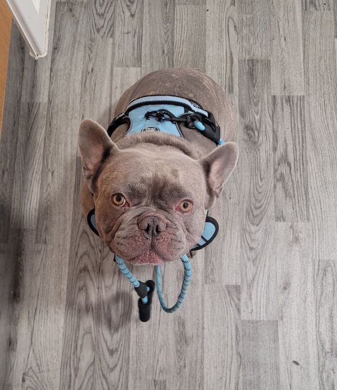 Blue the big boy Frenchie - Image 9 of 9