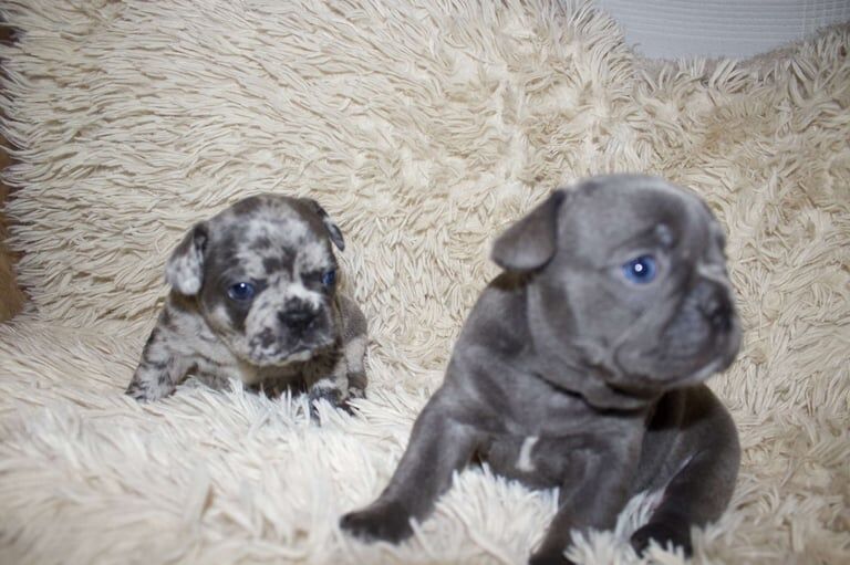French Bulldog puppies for sale in Croydon, Greater London – KC registered, 6 weeks old