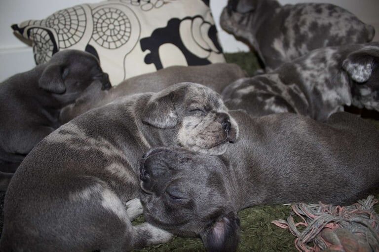 French Bulldog puppies for sale in Croydon, Greater London – KC registered, 9 weeks old - Image 2 of 3