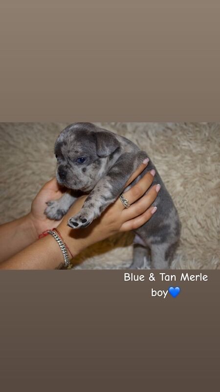 French Bulldog puppies for sale in Croydon, Greater London – KC registered, 9 weeks old - Image 3 of 3