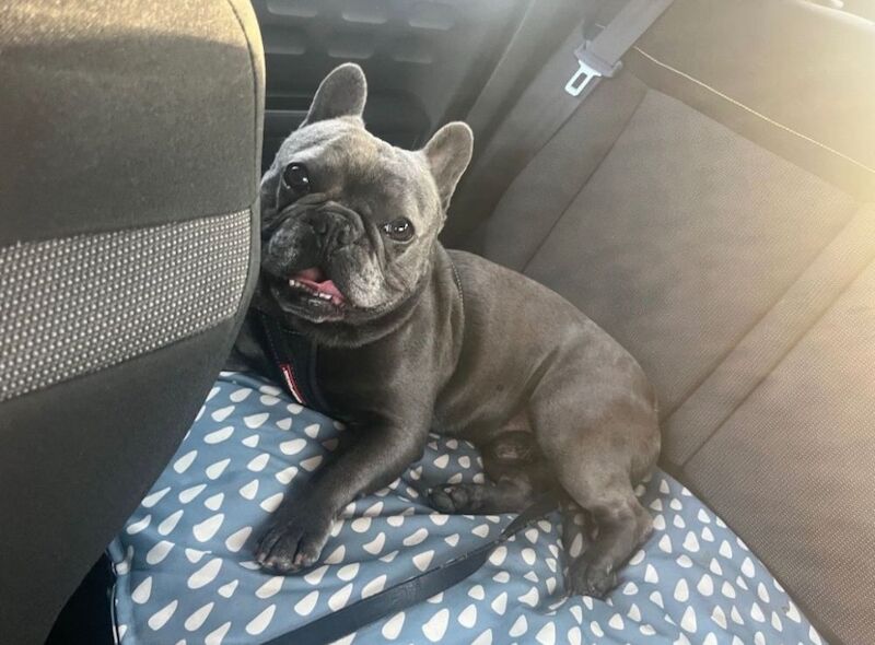 Bonjour Lincoln! Lovable Frenchie