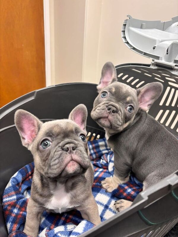 French Bulldog puppies for sale in Eltham, London – 11 weeks old