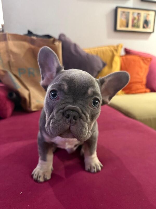 Boy and girl Frenchie puppies - Image 2 of 3