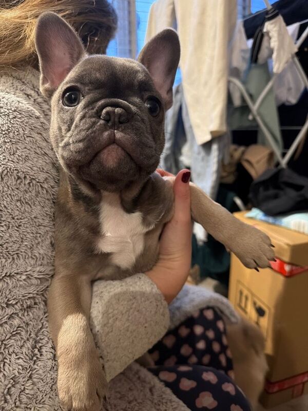 Boy and girl Frenchie puppies - Image 3 of 3