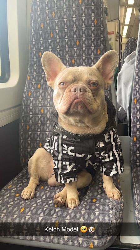 Boy French bull dog new shade for sale in Birmingham, West Midlands