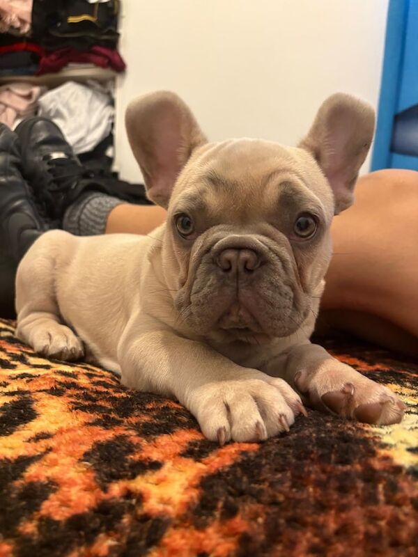 Boy French Bulldog for Sale in Tottenham, Greater London