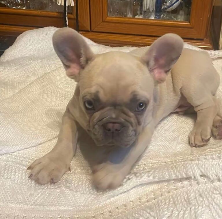 Boy French Bulldog for Sale in Tottenham, Greater London | Image 3