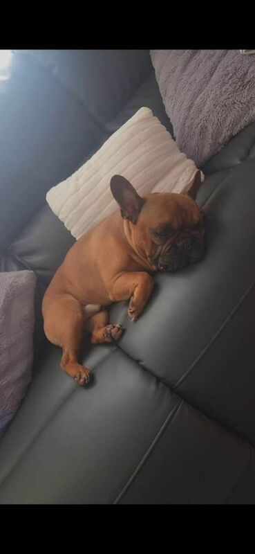 British bulldog and French bulldog - Image 3 of 4