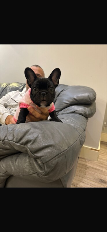 French Bulldog puppies for sale in Romford, Greater London – 9 weeks old