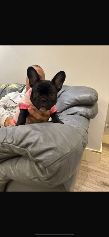 Bruno - Image 2 of 4