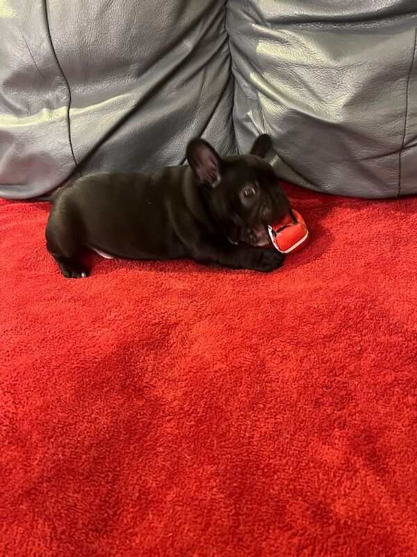 Bruno - Image 3 of 4