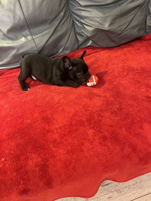 Bruno - Image 4 of 4