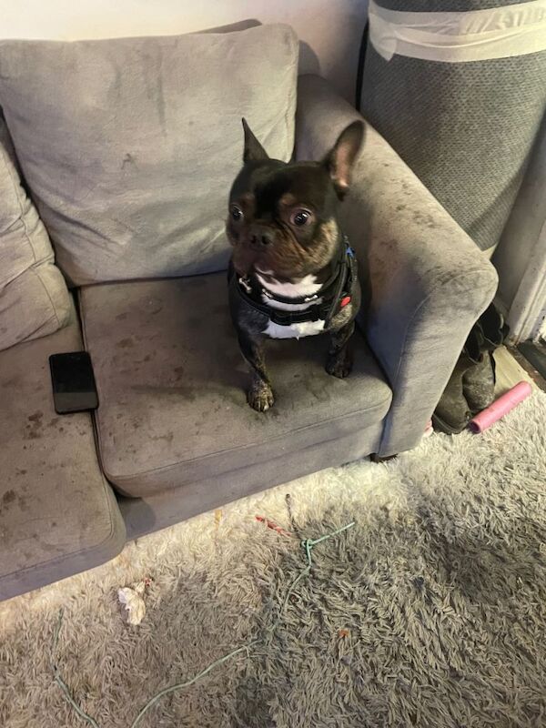 Bruno