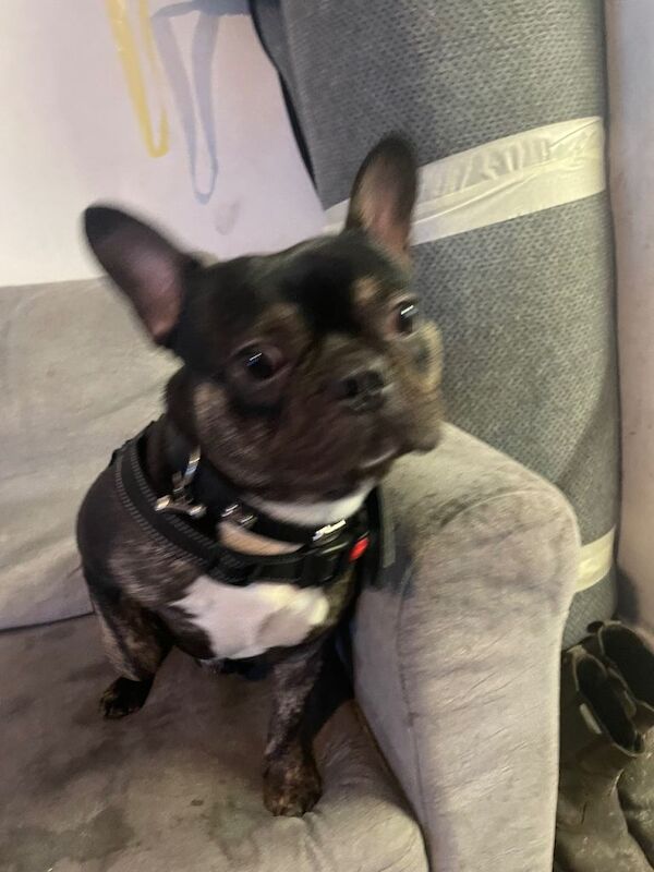 Bruno - Image 2 of 5