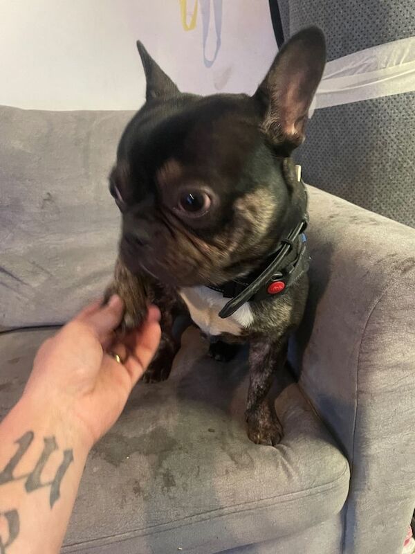 Bruno - Image 4 of 5