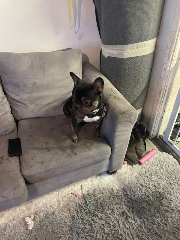 Bruno - Image 5 of 5