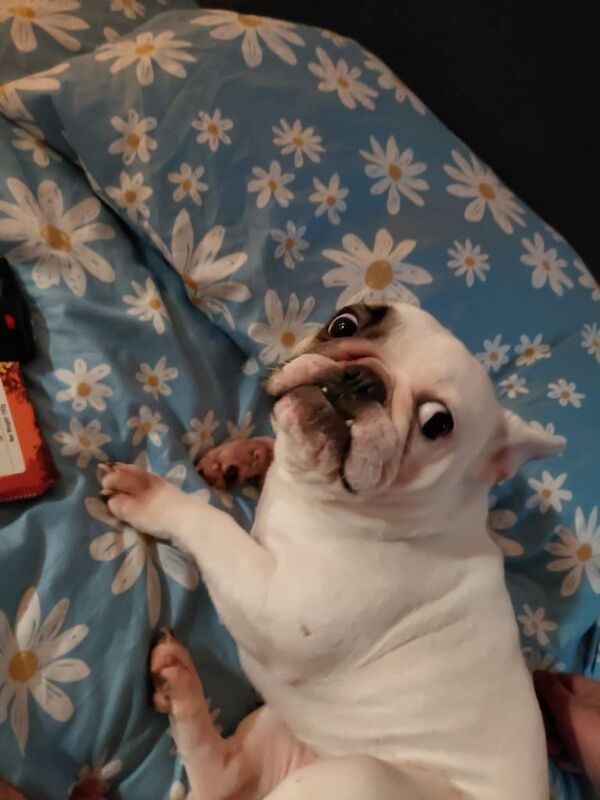 French Bulldog puppies for sale in Slough, Berkshire – 1 year old