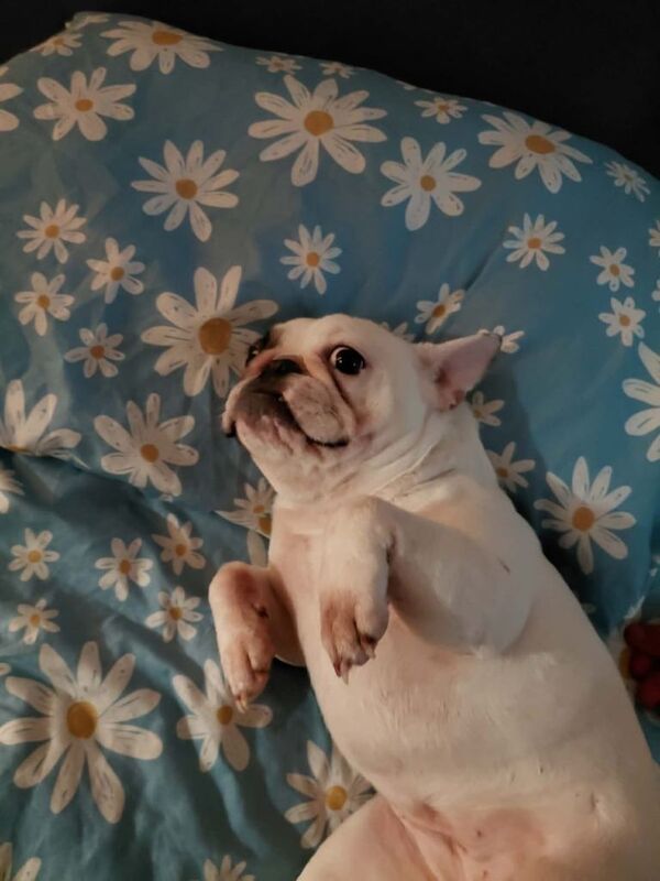 Bulldog - Image 2 of 6