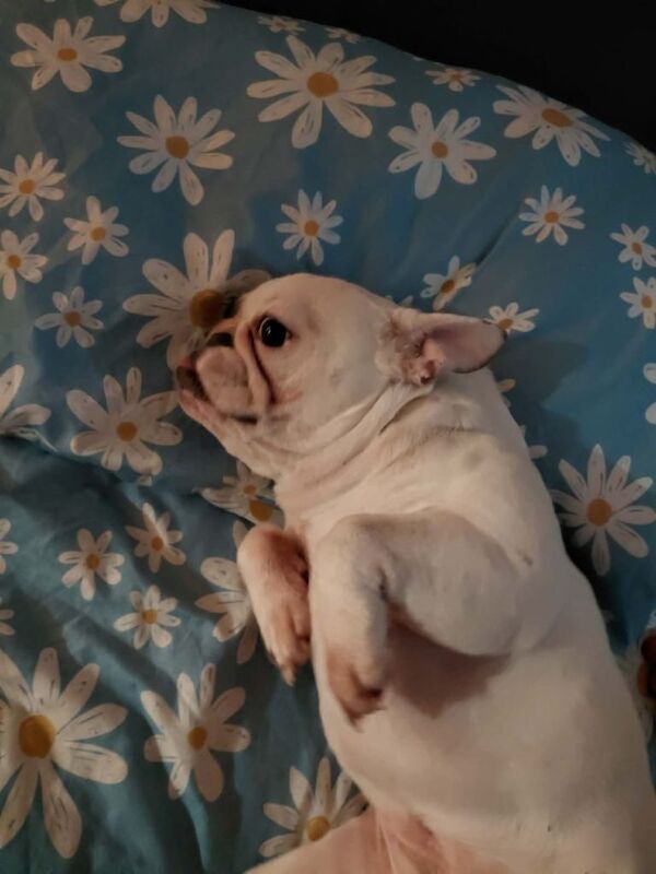 Bulldog - Image 3 of 6