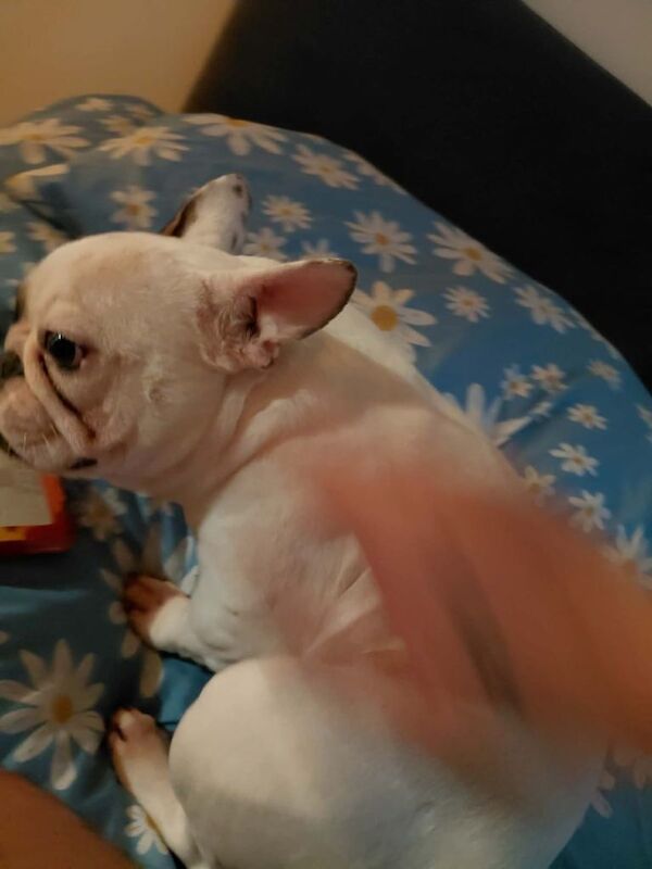 Bulldog - Image 4 of 6